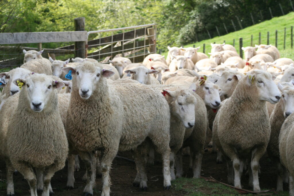 A flock of sheep grazing on a New Zealand farm, related to managing worm and drench resistance.